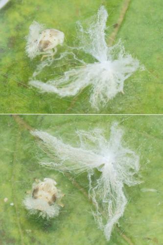 Pochazia shantungensis